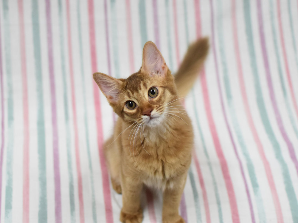 ソマリ　レッド　めす　（２５年４月７日生れ）